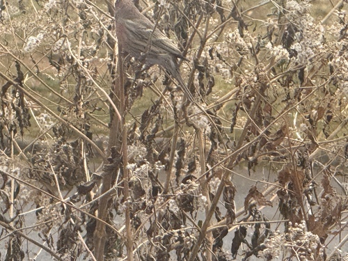 House Finch (Haemorhous mexicanus), photo 6