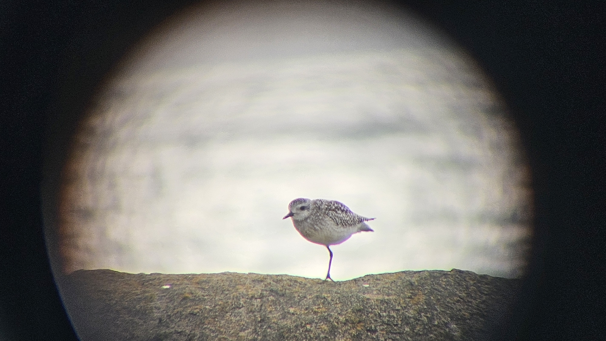 Pluvialis squatarola