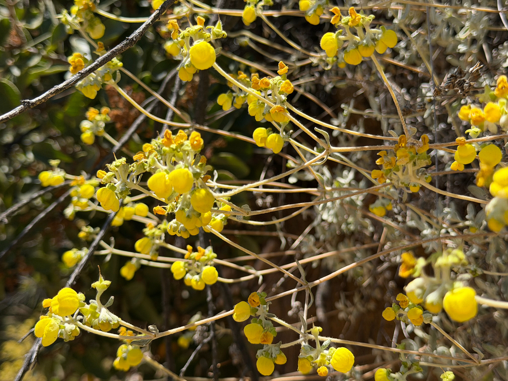 Calceolaria polifolia; photograph (c) Cody Hinchliff, some rights reserved (CC BY)