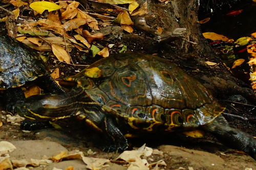 Mesoamerican Slider (Trachemys venusta)