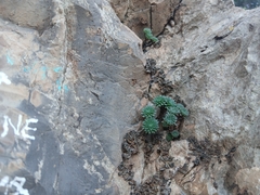 Sedum multiceps, photograph Anis Dris, CC BY, iNaturalist via GBIF