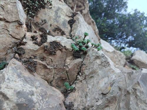 Sedum multiceps, photograph 3