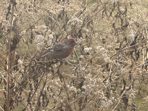 House Finch (Haemorhous mexicanus), photo 5