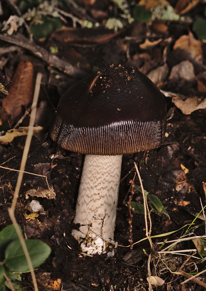 Amanita pachycolea image