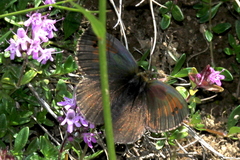 Erebia tyndarus