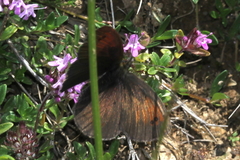 Erebia tyndarus