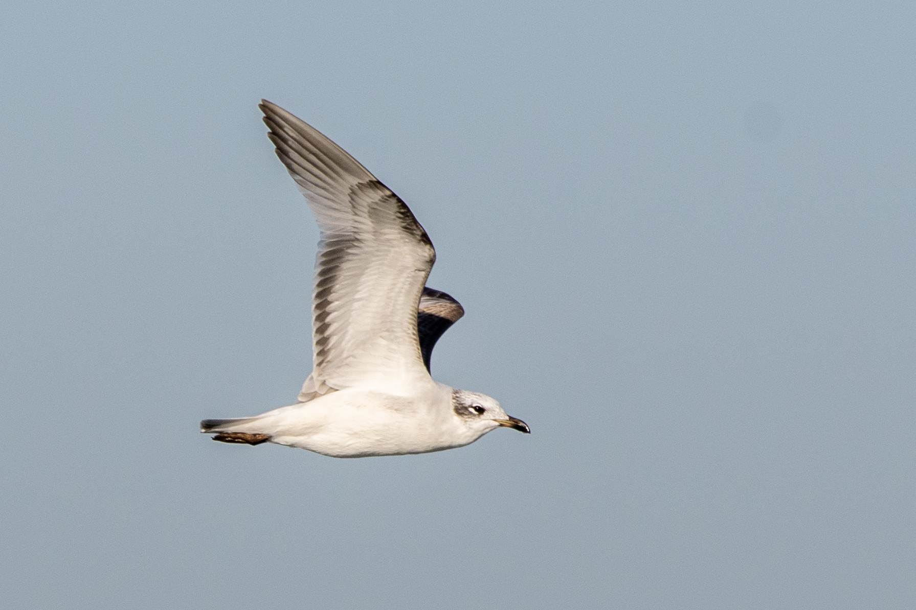 Mediterranean Gull (Ichthyaetus melanocephalus)