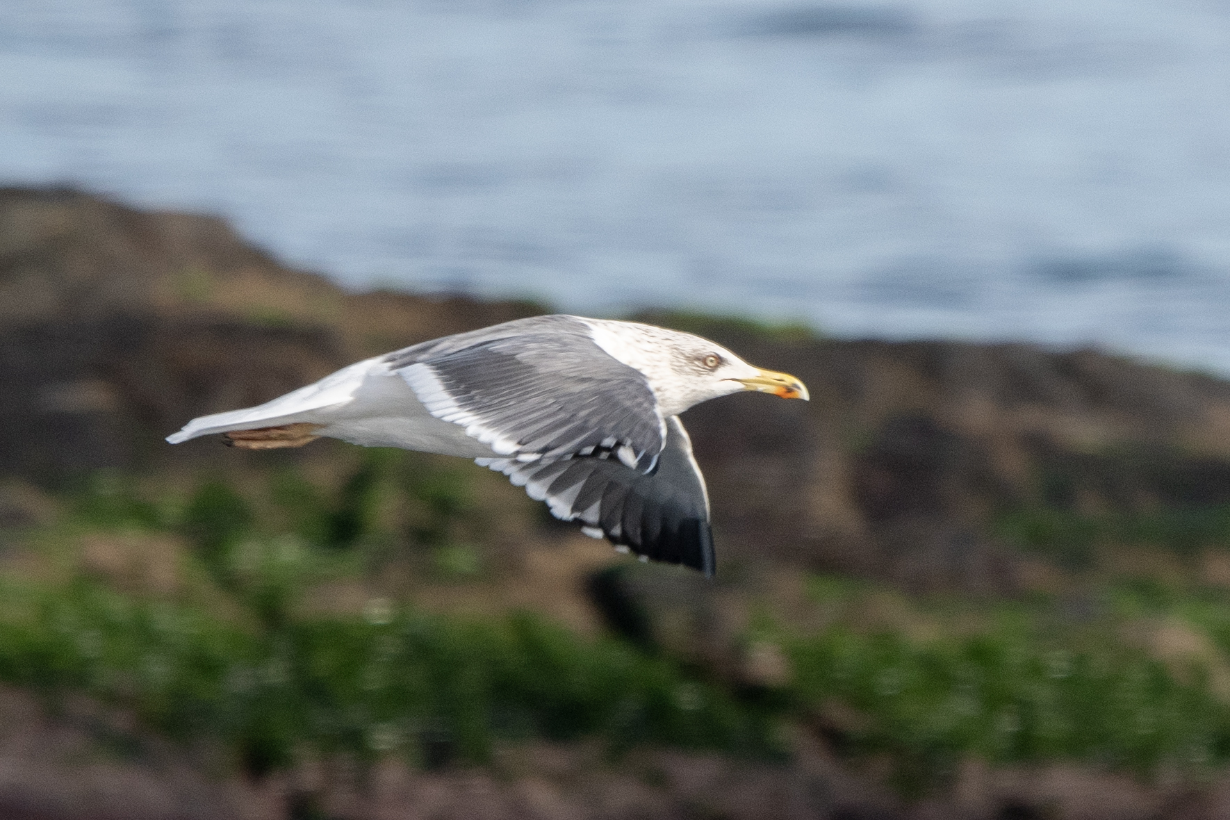 Larus fuscus