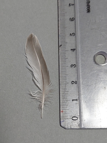 Plume de Bécasseau variable