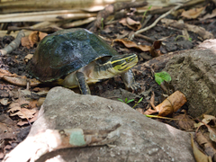 Cuora amboinensis