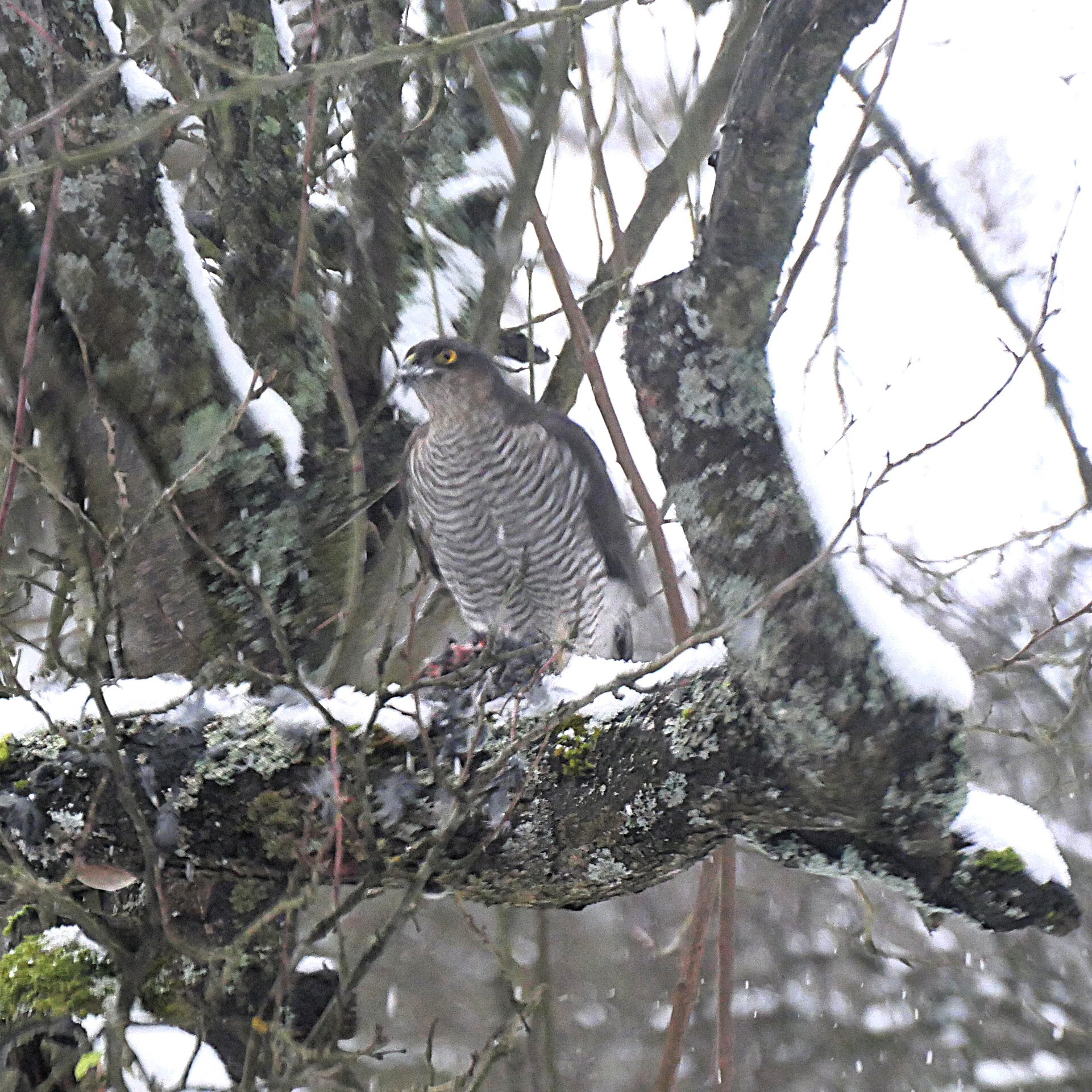 Accipiter nisus (Linnaeus, 1758)