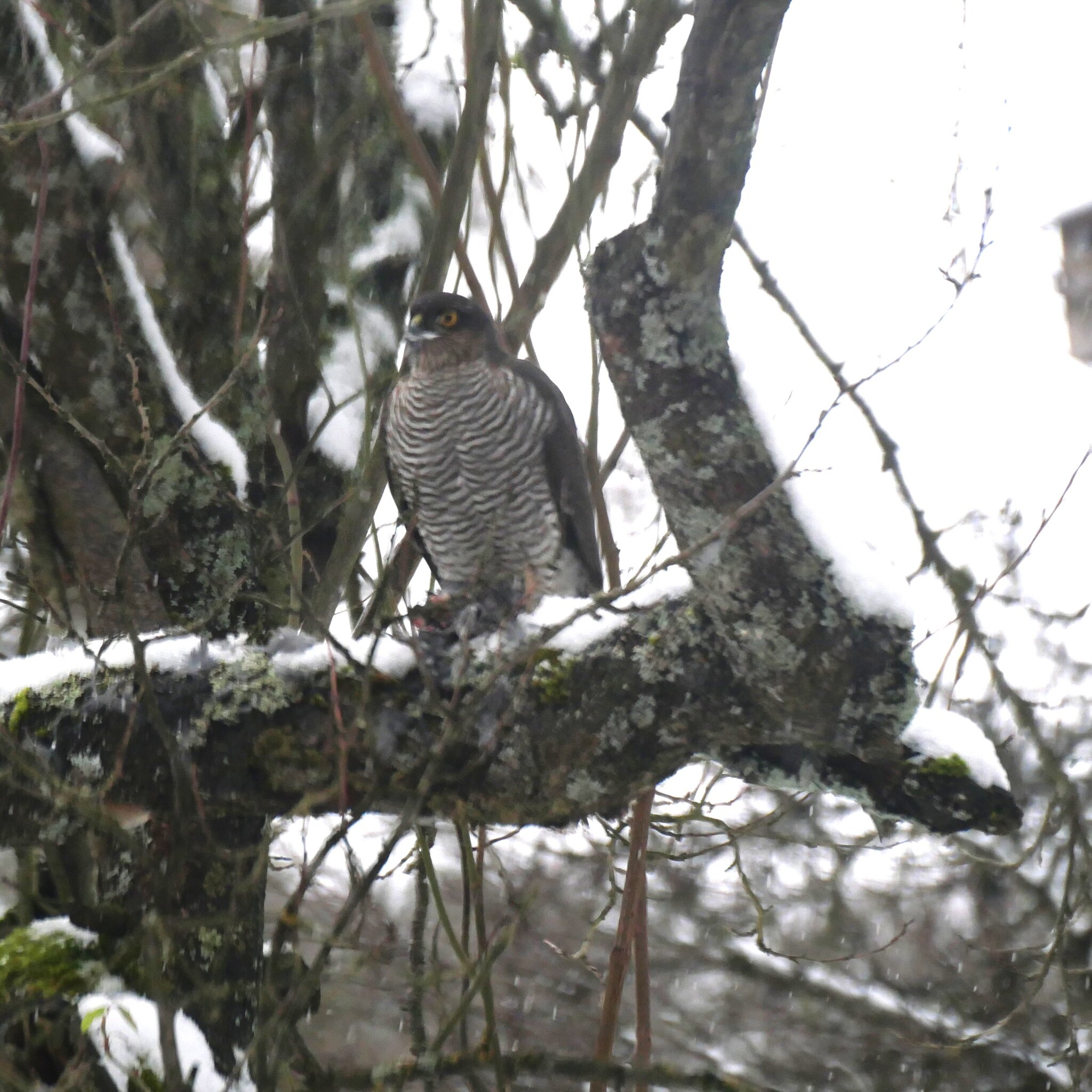 Accipiter nisus (Linnaeus, 1758)