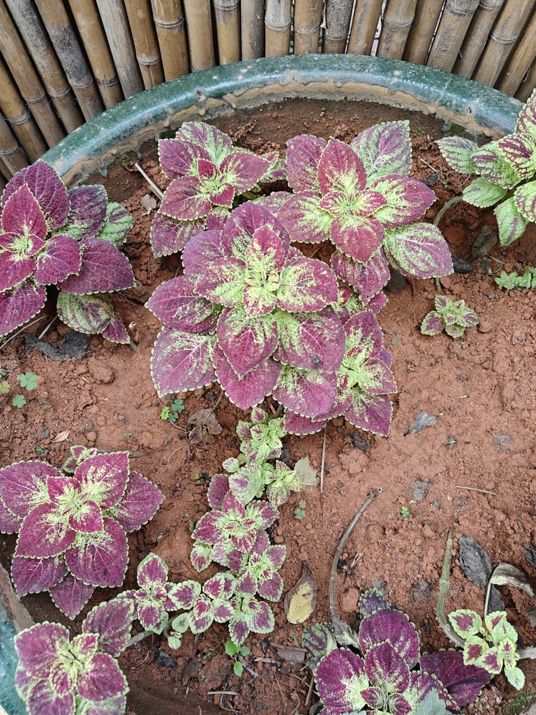Foto de coleus