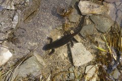 Ommatotriton ophryticus