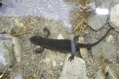 Ommatotriton ophryticus