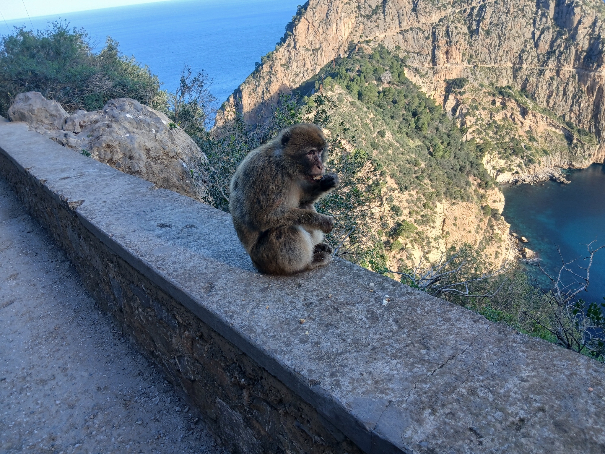 Macaca sylvanus