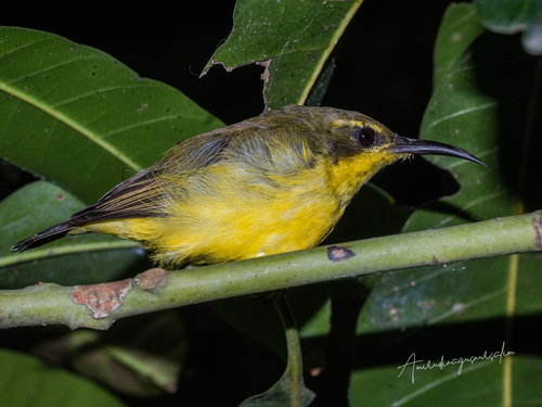 Cinnyris Cuvier, 1816