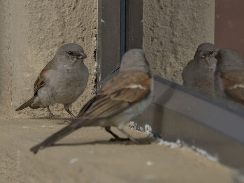 Southern Grey-headed Sparrow