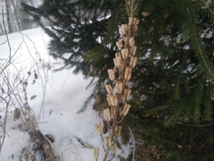 Aconitum leucostomum