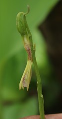 Nervilia concolor