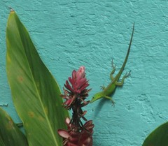 Anolis garmani