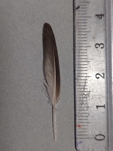 Plume de Bécasseau variable