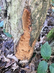 Fuscoporia ferruginosa