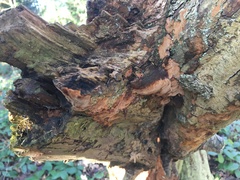 Fuscoporia ferruginosa