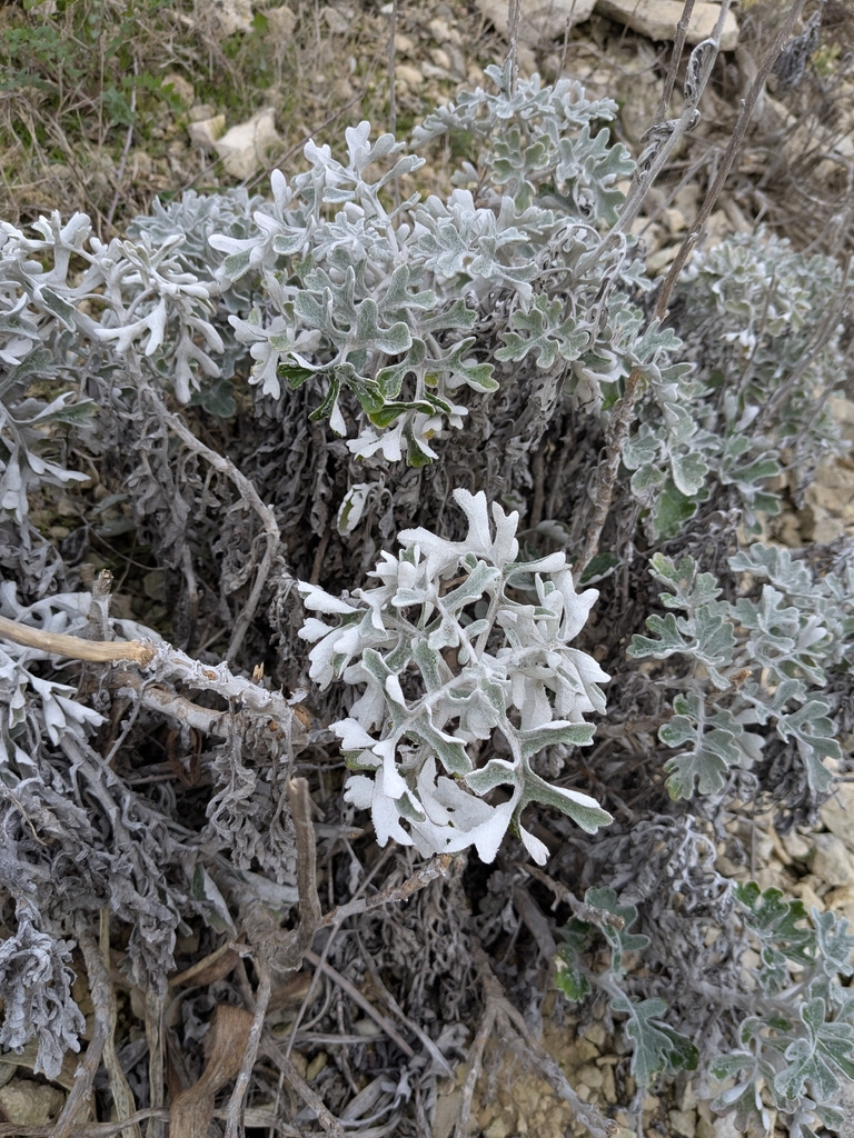 Cúc Mốc – Jacobaea maritima