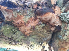 Fuscoporia ferruginosa
