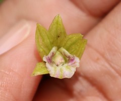 Nervilia concolor