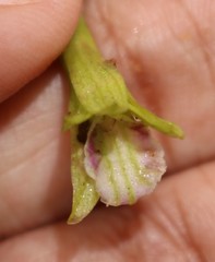 Nervilia concolor
