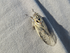 Proarna uruguayensis
