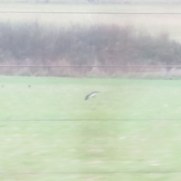 Northern Lapwing (Vanellus vanellus), photo 7