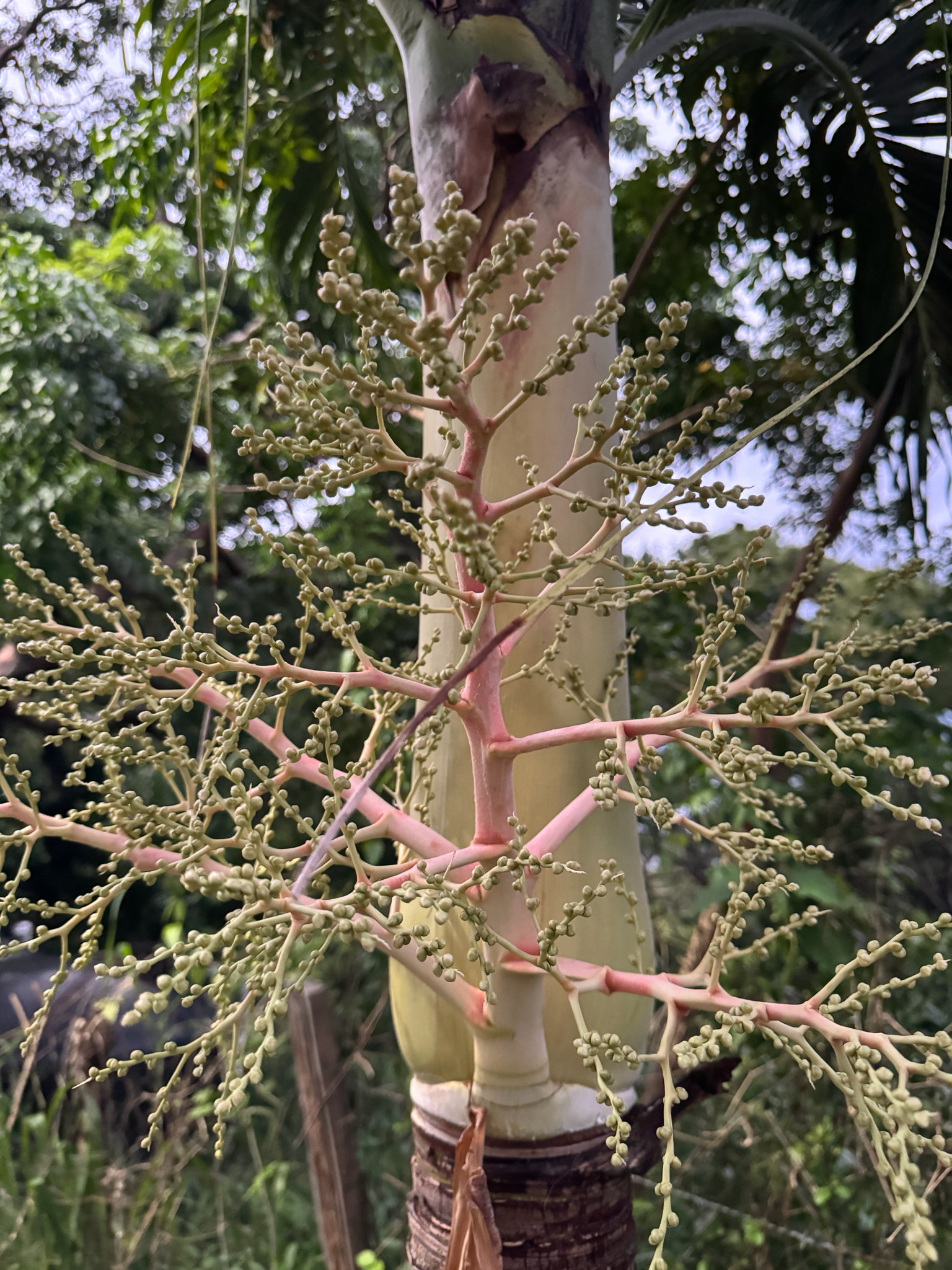 Christmas palm