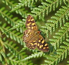Oreixenica kershawi