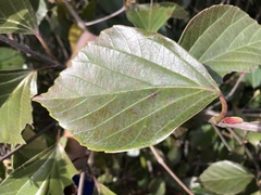 Viburnum japonicum