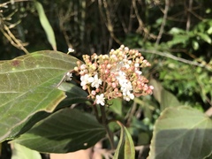 Viburnum japonicum