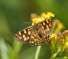 Oreixenica kershawi