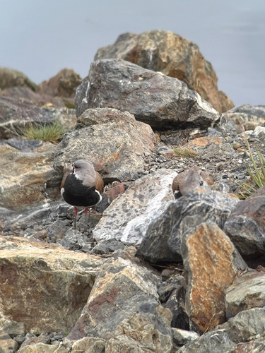Southern Lapwing (Vanellus chilensis), photo 6