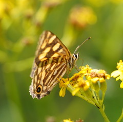 Oreixenica kershawi