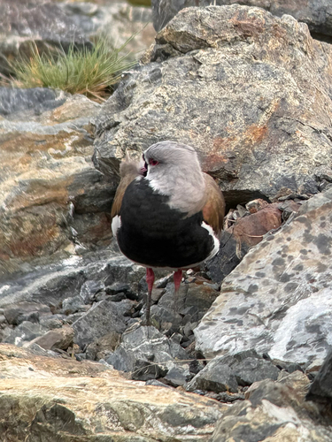 Southern Lapwing (Vanellus chilensis), photo 5