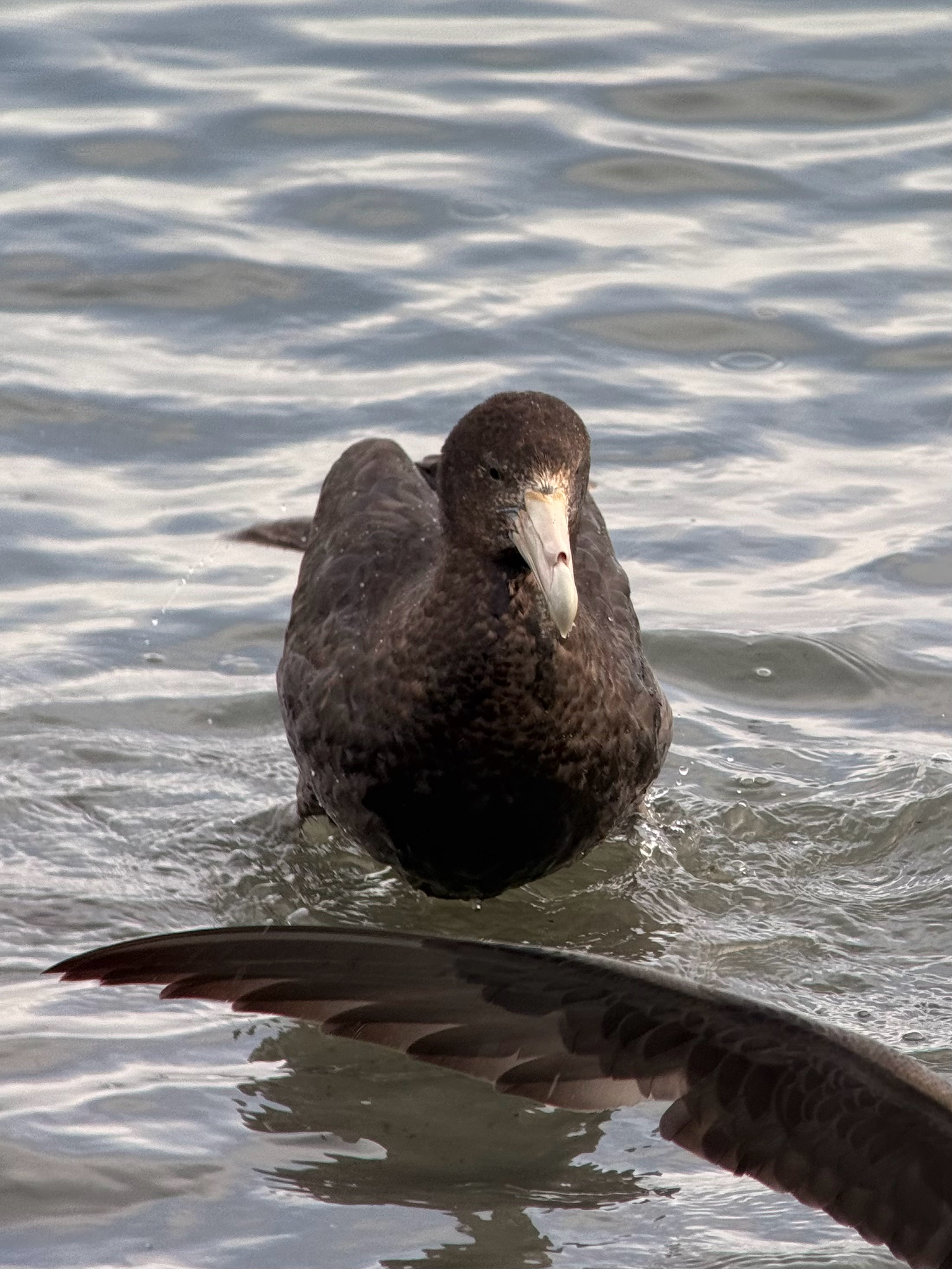 Southern Giant Petrel (Macronectes giganteus), photo 6