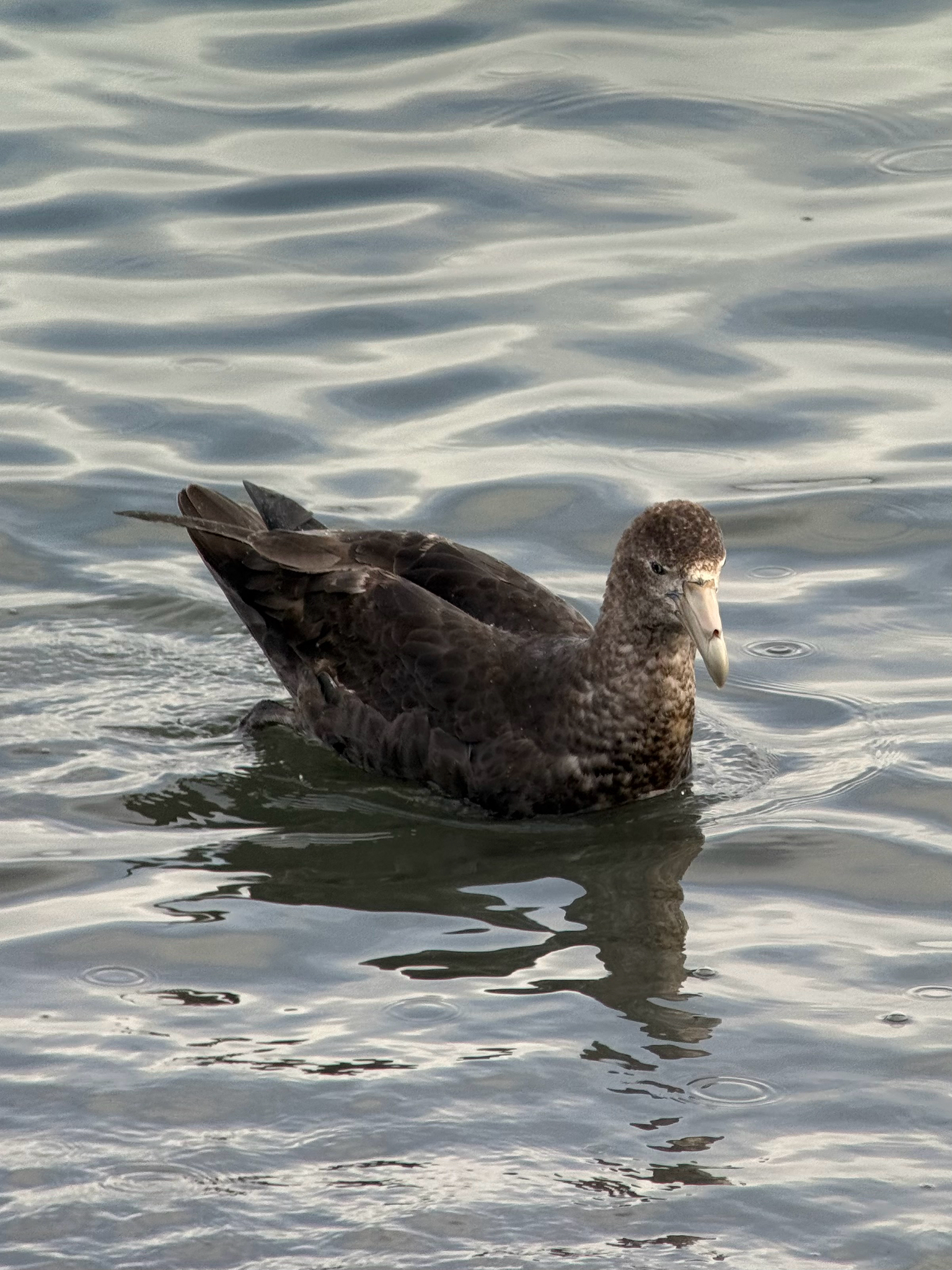 Southern Giant Petrel (Macronectes giganteus), photo 7