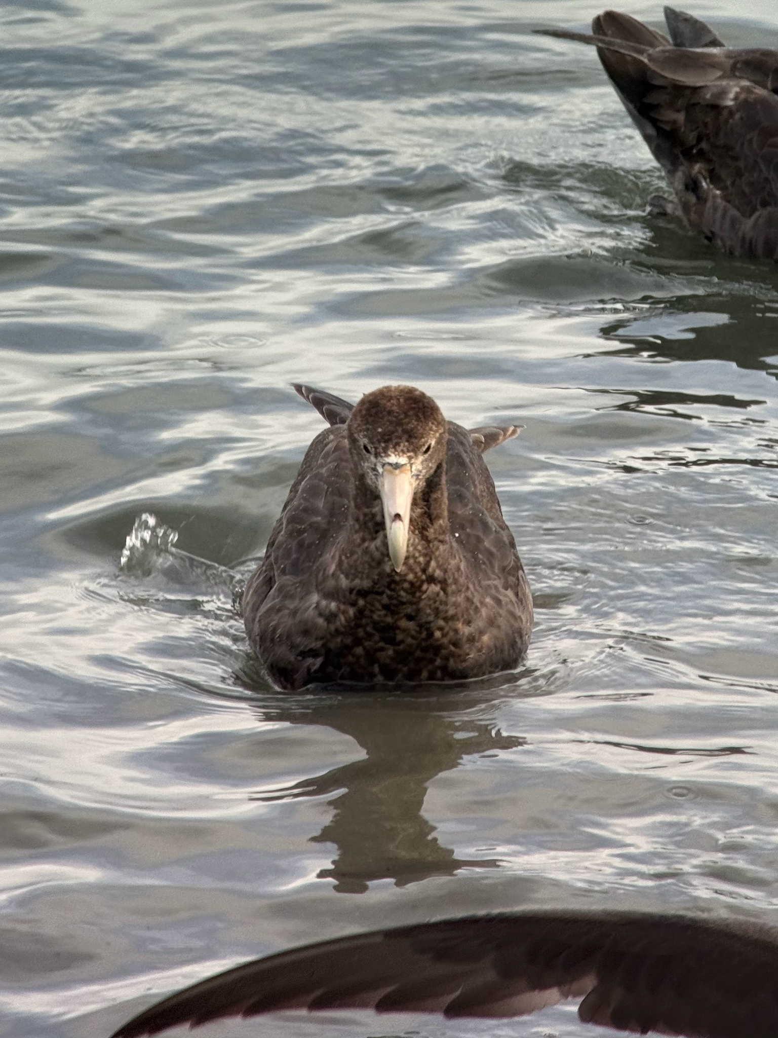 Southern Giant Petrel (Macronectes giganteus), photo 8