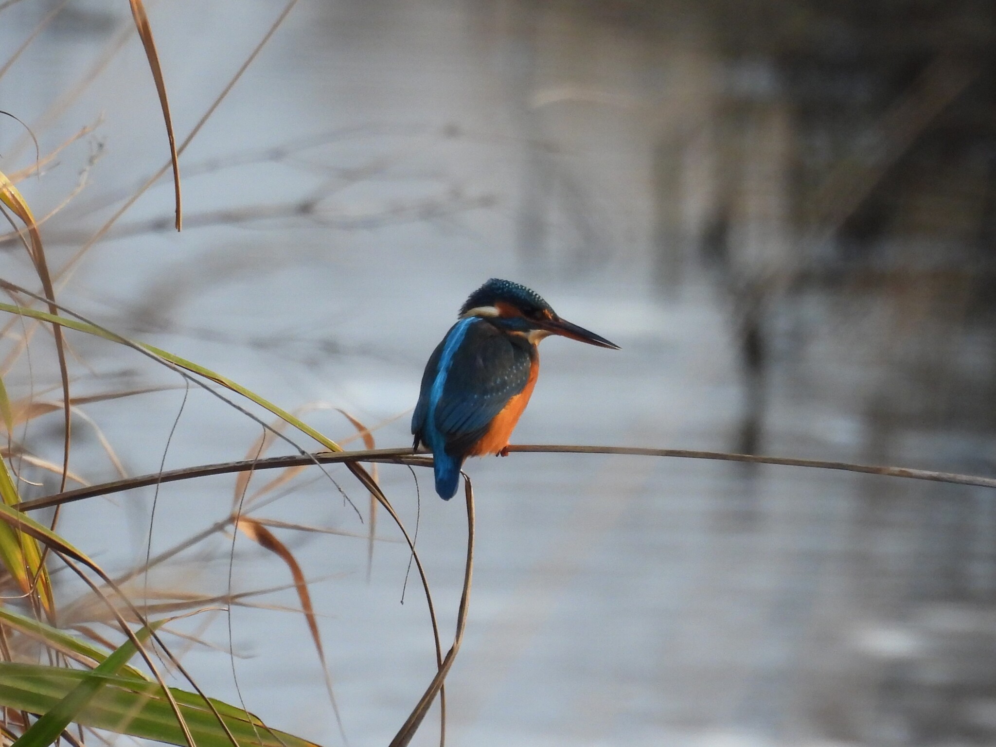 Common Kingfisher (Alcedo atthis), photo 6
