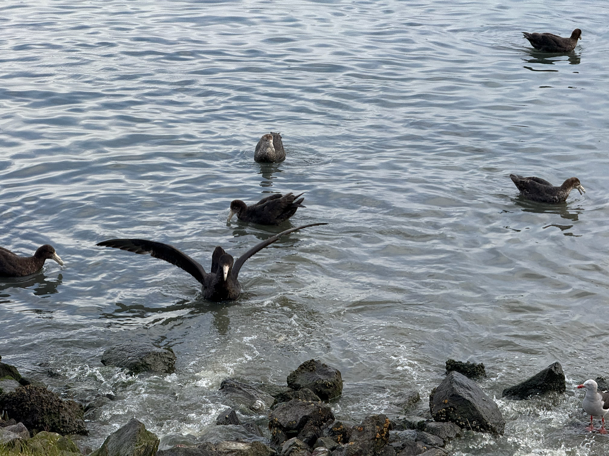 Southern Giant Petrel (Macronectes giganteus), photo 2