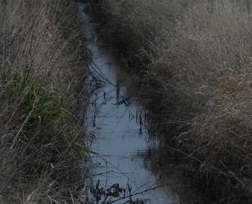 Common Kingfisher (Alcedo atthis), photo 7