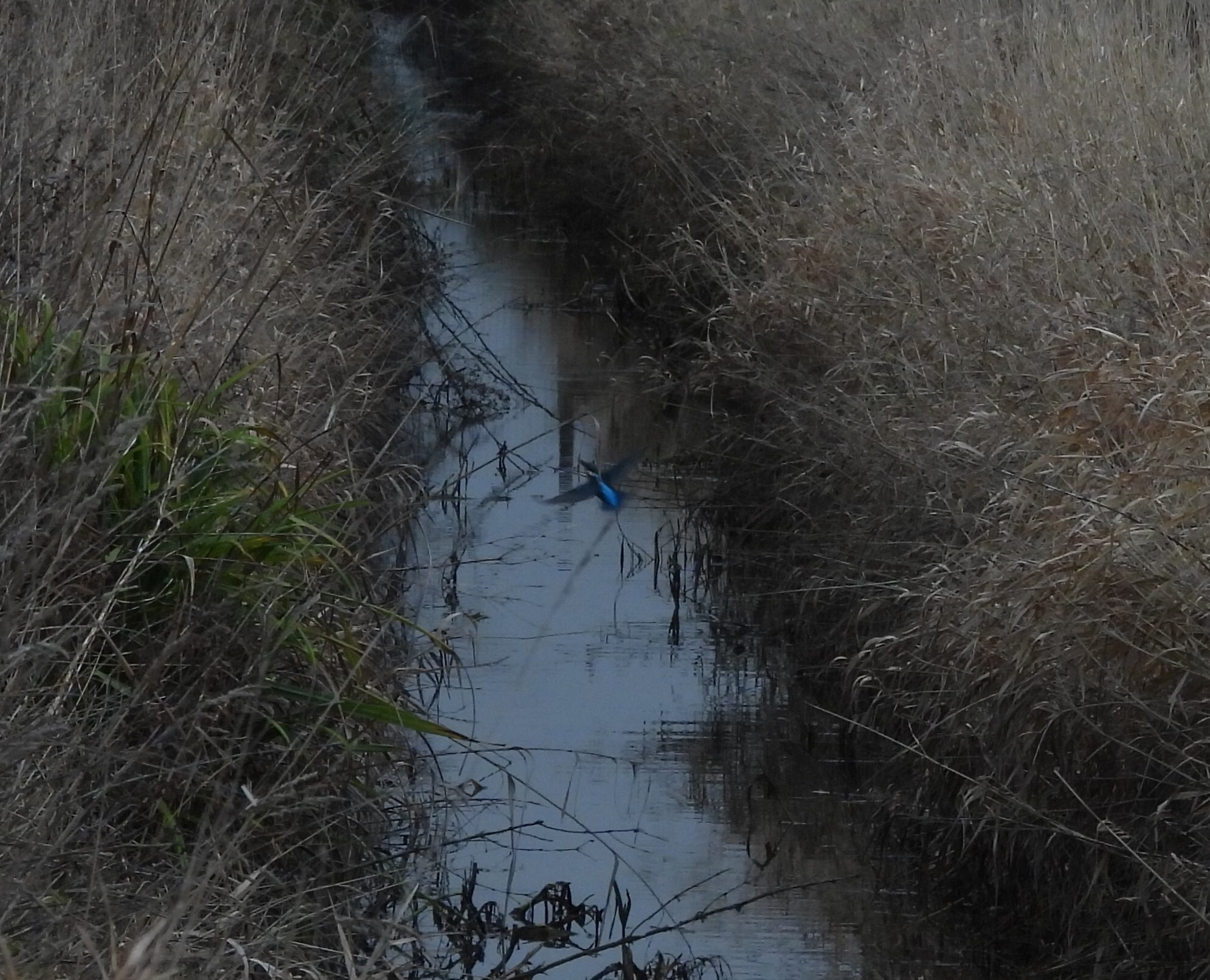 Common Kingfisher (Alcedo atthis), photo 7