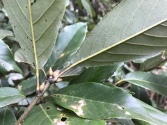 Quercus glauca